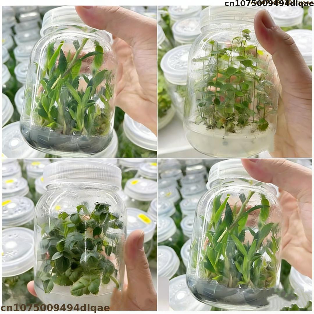 Agar Tissue Culture - Proszek agarowy do hodowli tkankowych roślin,
